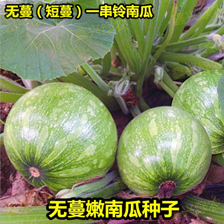 早熟无蔓玉珠圆西葫芦种子