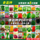 四季 播种蔬菜种子大全阳台庭院盆栽室内种植番茄生菜香菜草莓籽秋