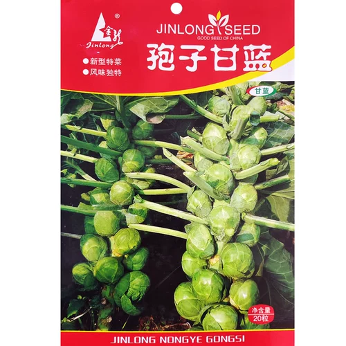 Капустная капуста баозская капуста, семена овощей, фиолетовые семена с небольшими капусными рулонами капусты, капусты, капусты