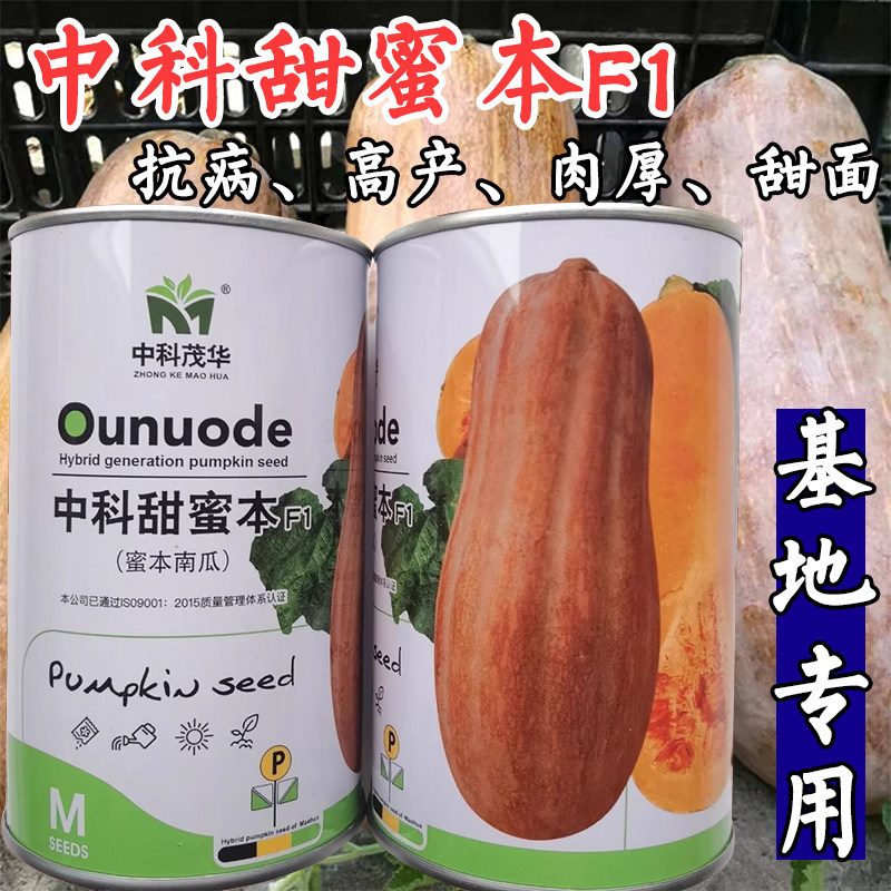 大果甜蜜本南瓜种子中科茂华早中熟高产面甜蜜本南瓜倭瓜种子籽孑