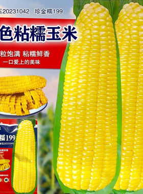 黄糯粘玉米种子黄金甜粘糯大棒