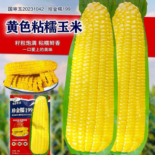 黄糯粘玉米种子黄金甜粘糯大棒