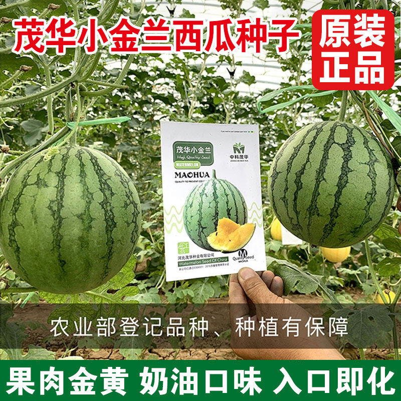小西瓜种子兰月小金兰甜王四季盆栽小红玉礼品瓜西瓜种籽中科茂华