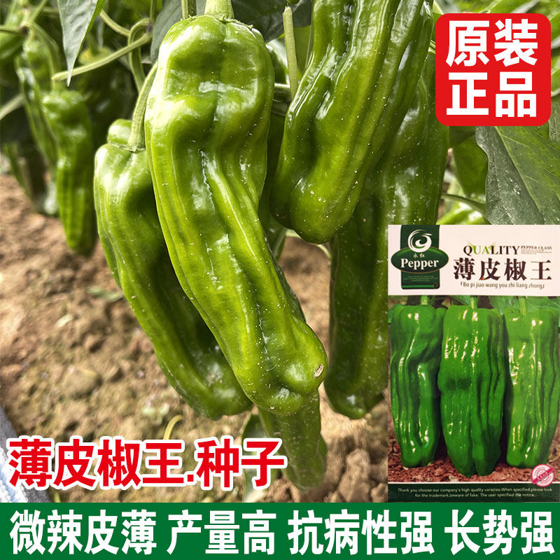 薄皮椒种子微辣高产抗病