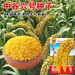中谷六号黄谷种子抗鸟谷子黄小米种籽春夏鸟不吃毛谷抗倒伏九号