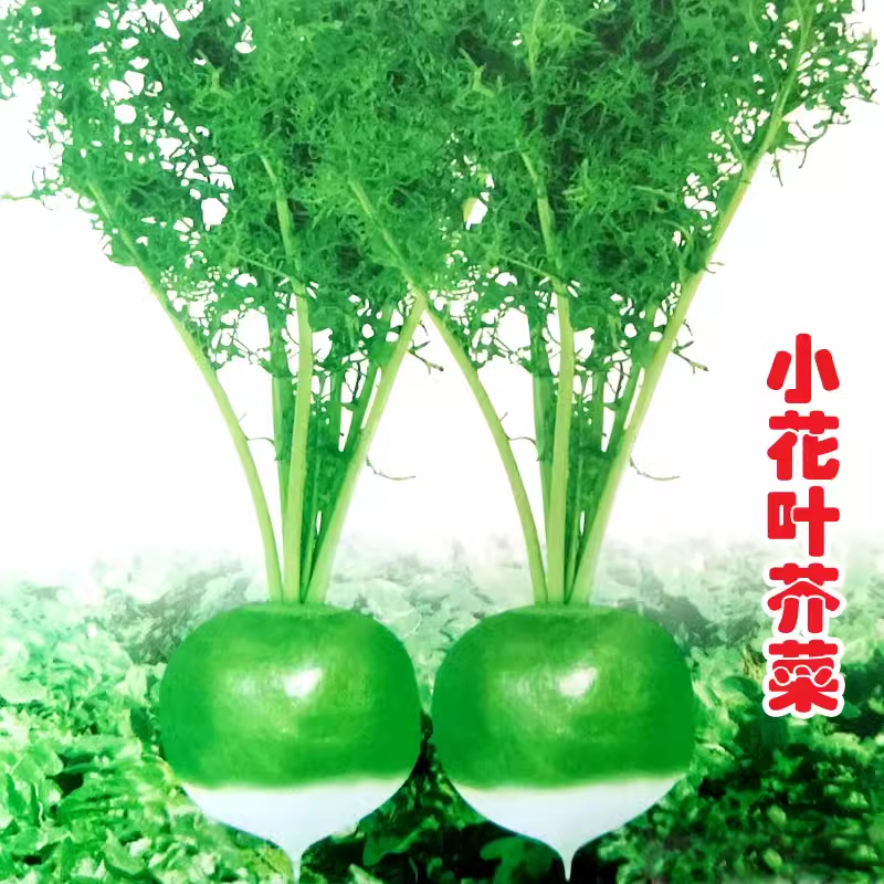 小花樱芥菜种籽辣菜秋季蔬菜种子光头芥菜种子特大辣疙瘩种籽秋季
