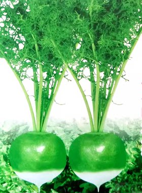 芥菜种子原厂原装蔬菜种籽