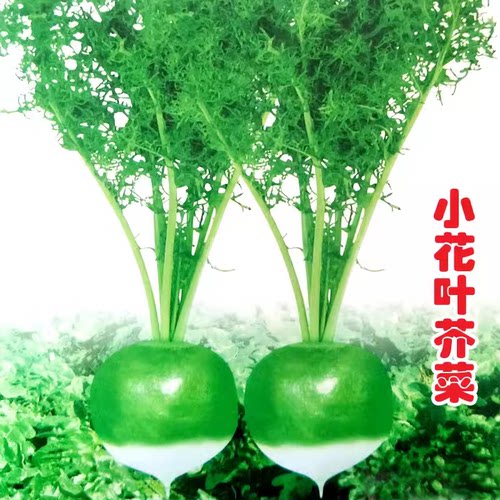 芥菜种子原厂原装蔬菜种籽