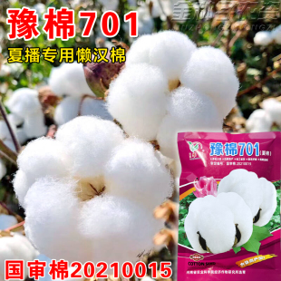 豫棉701夏播专用懒汉棉种子高产优质夏季棉花种子农用杂交大朵棉