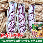 新货七彩花生种子籽蔬菜种子种籽老品种花皮紫皮花生黑紫花生春季