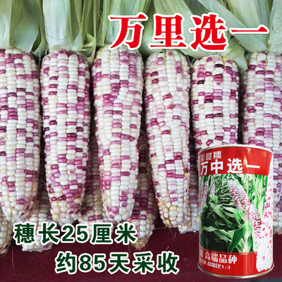 四季薄皮大田高产糯玉米种子