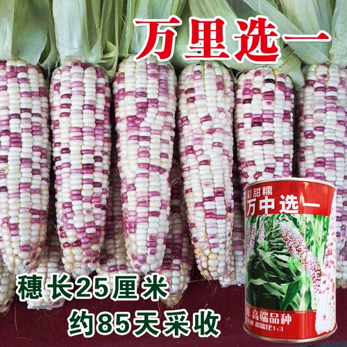 Tiangui Nuo 937 красочные сладкие восковые семена кукурузы, цветы, сладкие восковые семена кукурузы, четыре сезона, восковые семена кукурузы, тонкий цвет кожи