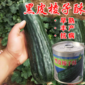 黑皮棱子酥酥脆菜瓜脆瓜种子 酥脆爽口早熟易种孑 春夏秋播蔬菜籽