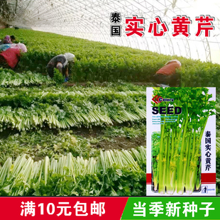 泰国实心黄芹阳台种菜盆栽庭院花卉四季蔬菜种子春夏秋冬良种
