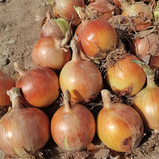 高产红黄皮洋葱籽圆型洋葱种子春秋四季播阳台盆栽蔬菜种包邮春季