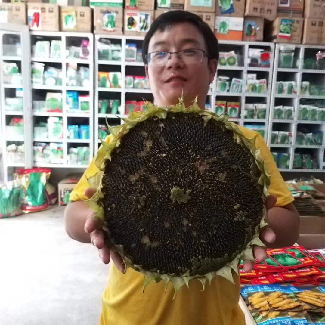 永红美国至尊油王矮大头 油葵向日葵种子葵花籽 出油高 春夏季播
