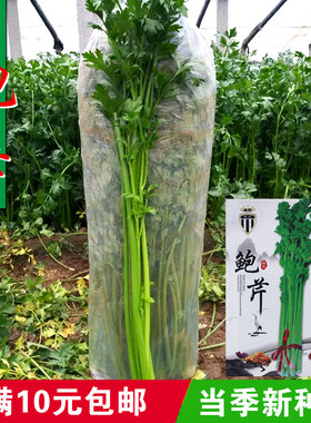 蔬菜章丘日本实心阳台盆栽种子