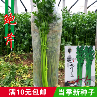 章丘特产鲍芹种子种籽中国本芹日本实心芹菜阳台四季盆栽蔬菜蔬莱