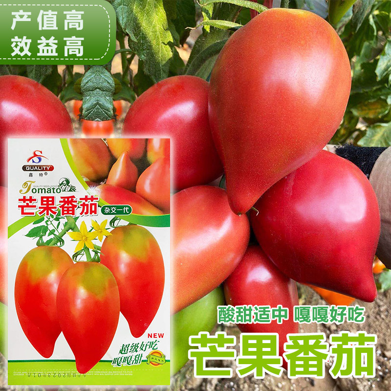 超甜芒果蜜番茄种子春秋季播水果蔬菜籽盆栽果味沙瓤老西红柿种籽