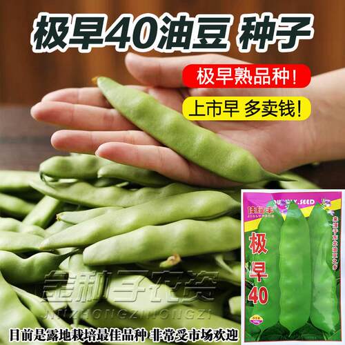 油豆角种子可劲摘40绿色
