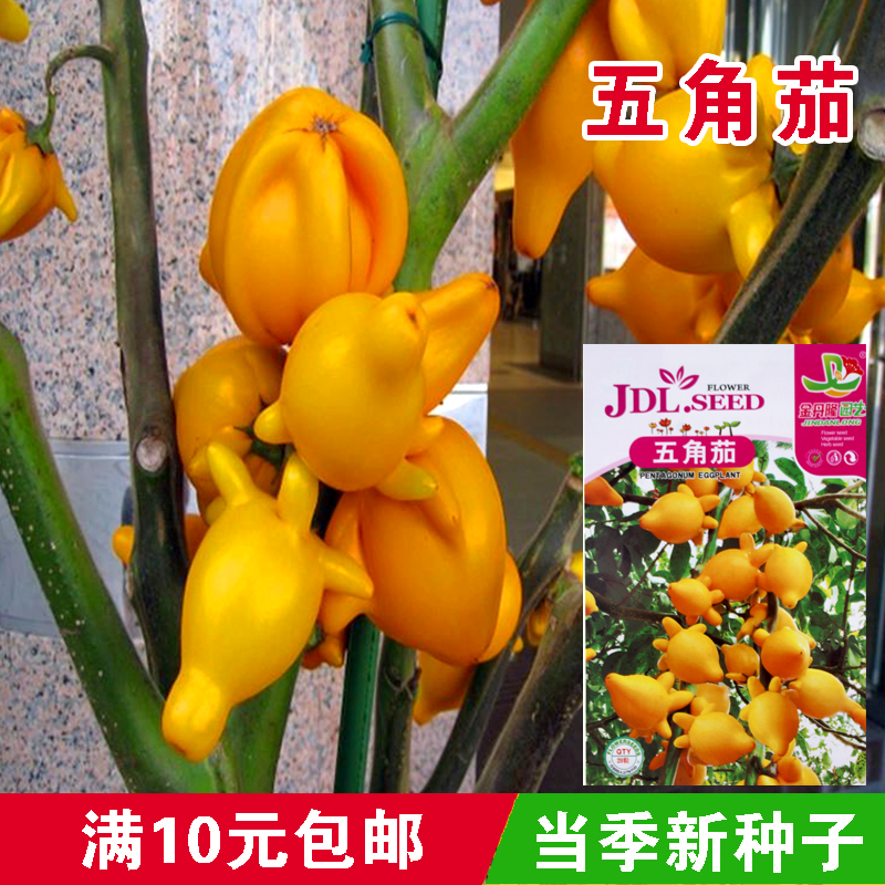 金银茄 五角茄种子孑 创意迷你植物 蔬菜种子 花种子 特色盆栽观