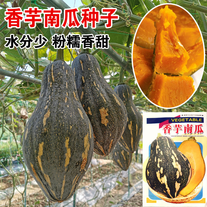 正宗香芋南瓜种籽子香甜软糯香芋味南瓜籽种春秋农家蔬菜种孑种子