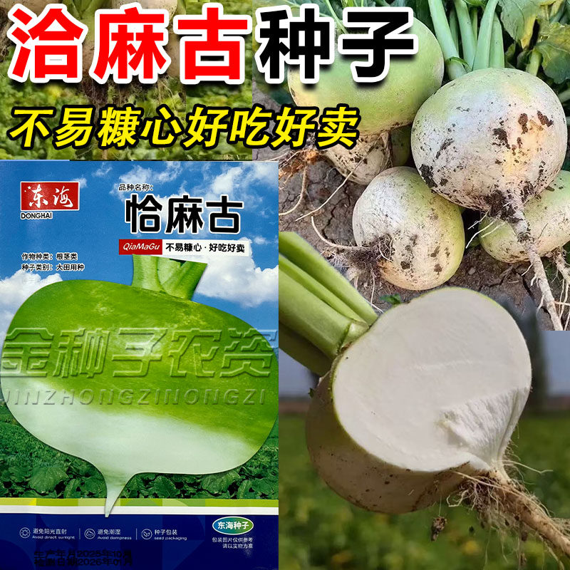 恰麻古种子布留克种籽恰玛古蔬菜种子圆蔓菁芜菁圆盘菜土苤蓝蔬菜