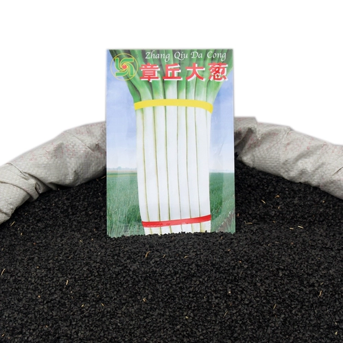 Аутентичные Шандун Чандзиу -Селоон Семена Семена Овощные семена овощные семена Новые семена овощной овощи Зеленые семена осень и зима