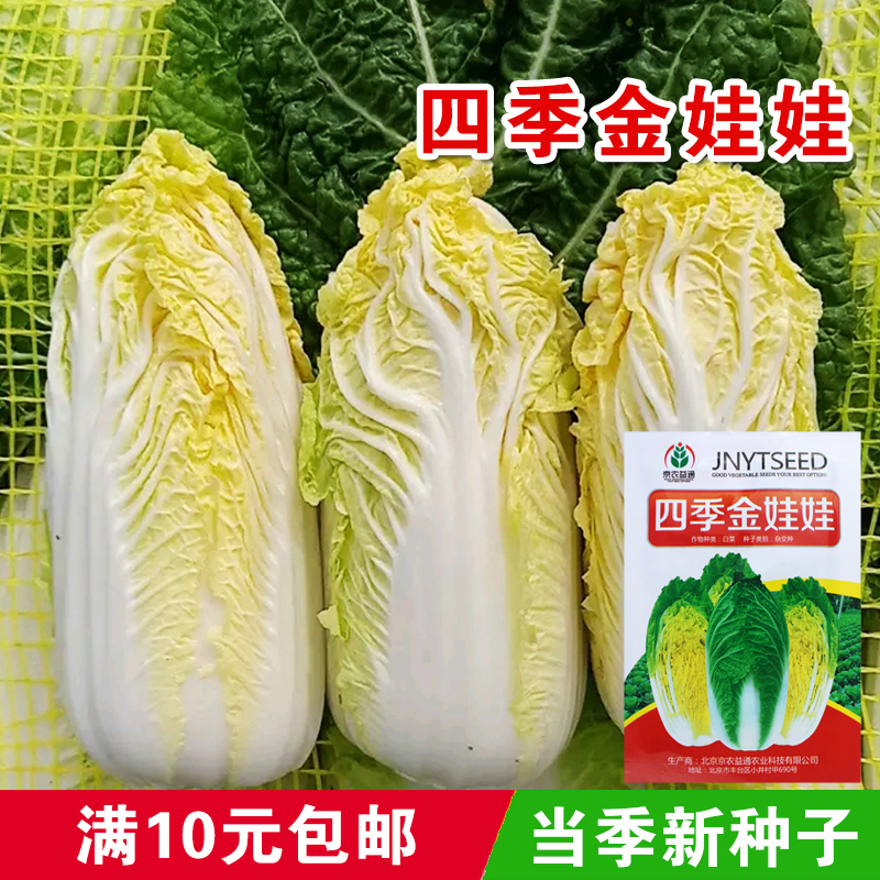 四季金娃娃菜种子原厂品质佳播种