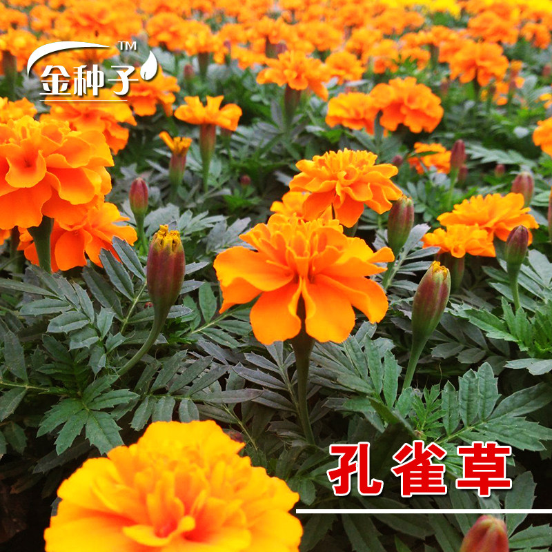 万寿菊混色观赏室内阳台孔雀草图片