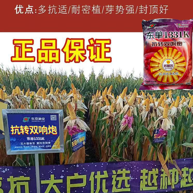 小钢炮升级款富友东单1331K升级玉米种子高产玉米种子粒大抗倒伏 - 实物图
