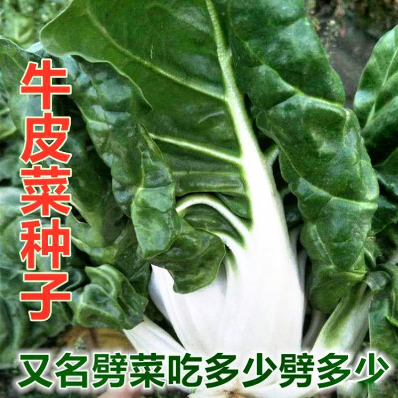 四季牛皮菜 厚皮菜种籽根达菜种子 四川牛皮菜种籽大叶红牛皮菜