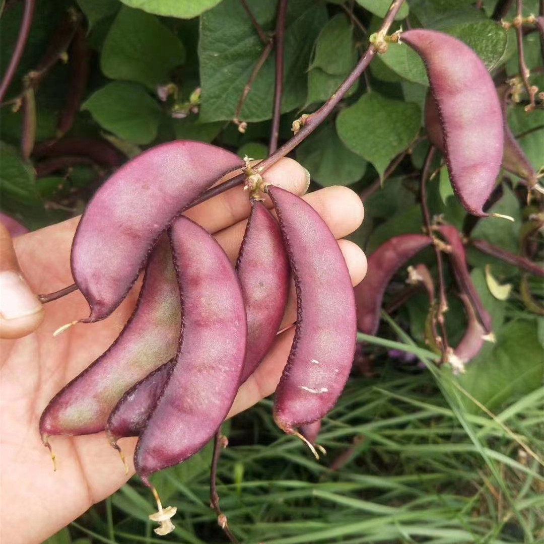 紫扁豆种子紫眉豆紫红色早熟豆种冬季春秋芸四季豆籽盆栽蔬菜种孑