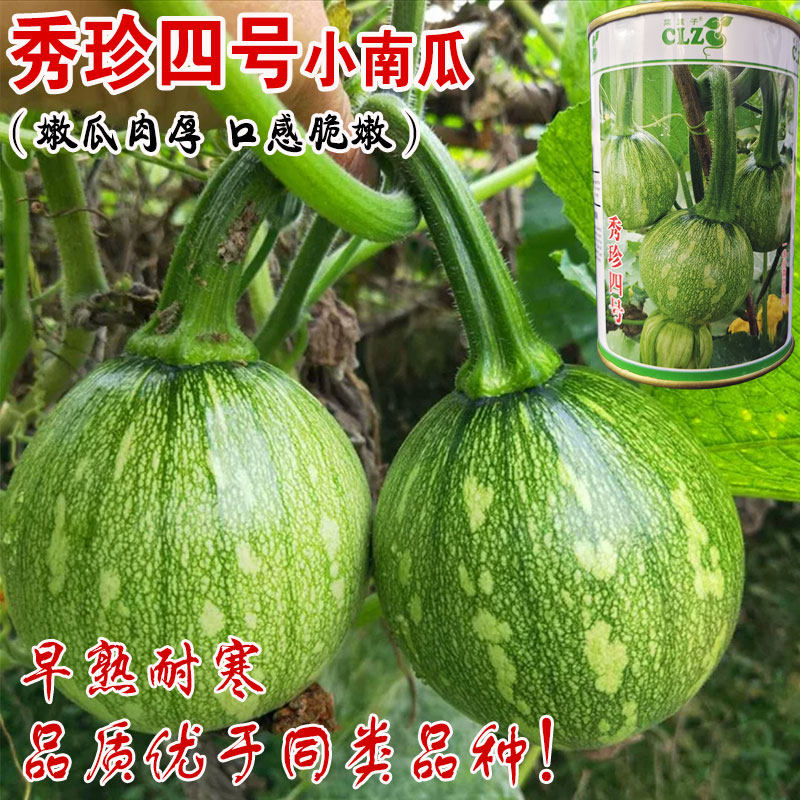 袖珍四号一串铃嫩南瓜种子小南瓜青瓜西葫芦早熟春秋四季蔬菜种孑
