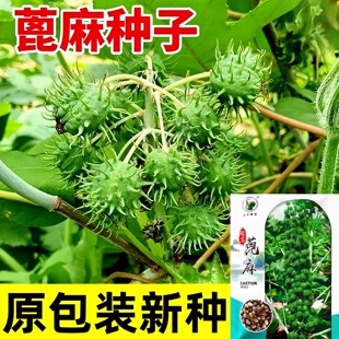 蓖麻子种子饱满大蓖麻子油种子绿宝四季播红绿蓖麻中药材蓖麻种籽