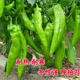 特大牛角椒种子大果羊角青椒尖椒辣椒种籽种苗高产春季 蔬菜孑籽种