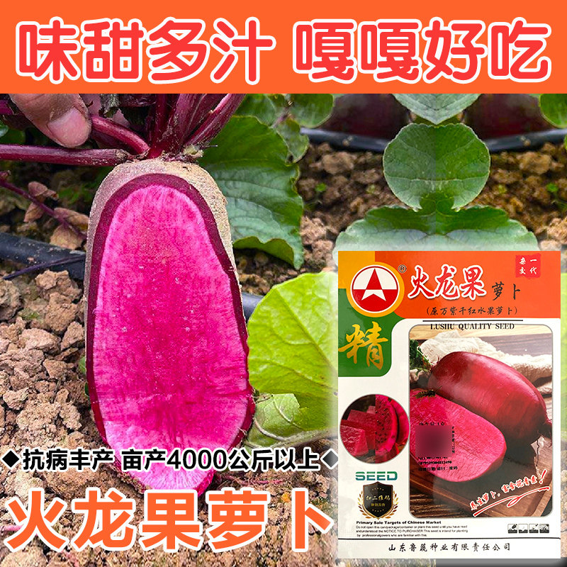 水果萝卜种子凤梨萝卜种籽豫甜火龙果冰淇淋高端礼品基地专用种孑