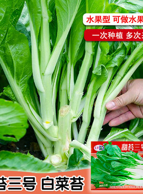 白菜苔菜种籽四季新鲜青菜蔬菜