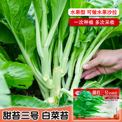 白菜苔菜种籽四季新鲜青菜蔬菜