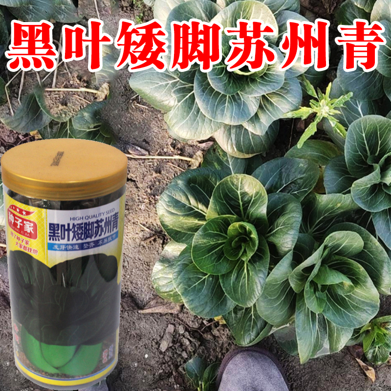 矮箕苏州青种籽 小青菜种子 秋季蔬菜种子四季播高产杂交抗病青