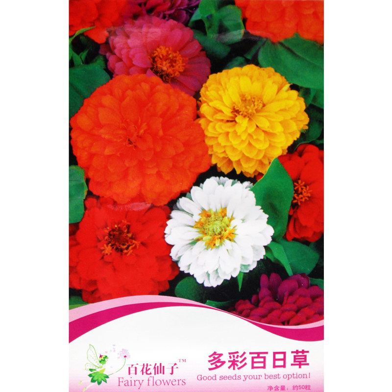 景观百日草混色种子 步步高百日菊花种子 阳台盆栽易种花卉种子