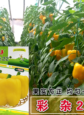彩杂22黄色甜椒苗/辣椒种籽甜椒种子 阳台四季盆栽灯笼椒蔬菜种苗