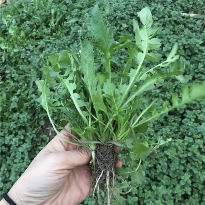 蔬菜野生秋冬四季荠菜种子