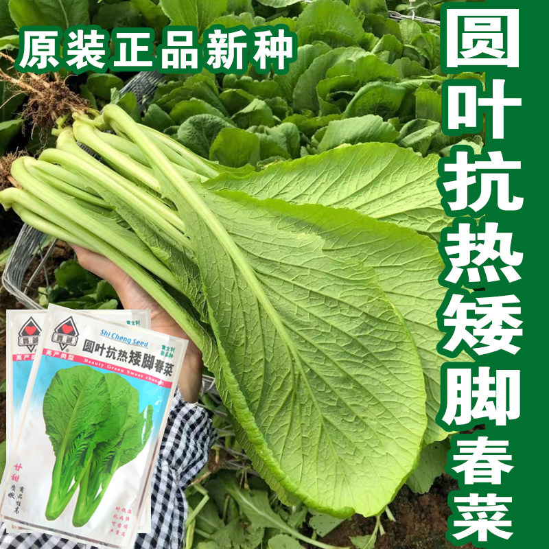 潮汕圆叶抗热矮脚春菜大叶老品种春芥菜种子菜籽蔬菜种子四季春菜