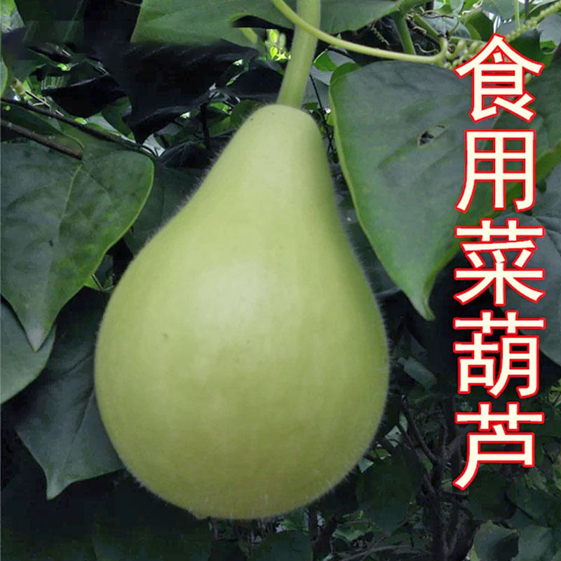 老品种食用菜葫芦种子大瓢葫芦种籽可做瓢阳台庭院爬藤春春秋易播