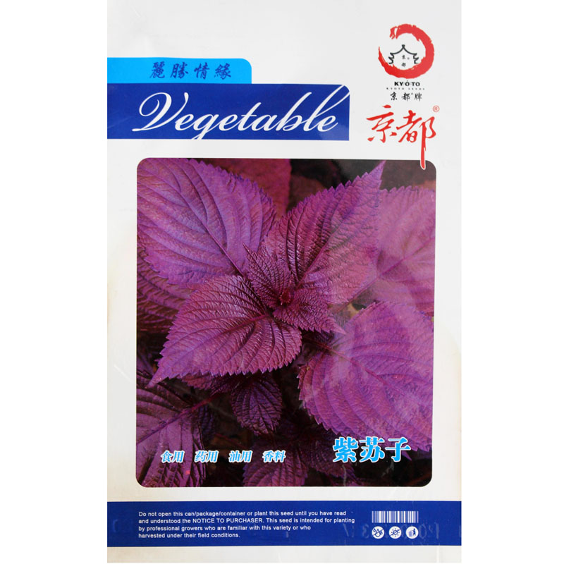 紫叶苏种子 京都紫苏子种子 家庭阳台蔬菜香料  可食用香草种子