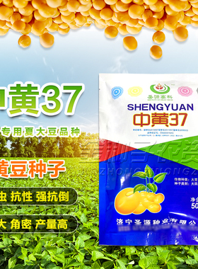 黄豆种子高产早熟大粒春夏季中黄37千斤豆四季播种蔬菜种中黄13豆