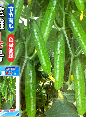 节节有瓜全雌水果黄瓜苗秧脆甜好吃强雌油亮大黄瓜种子蔬菜种子