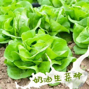 快菜沙拉小白菜阳台菜种盆栽蔬菜孑小青菜种 奶油生菜种子种籽四季