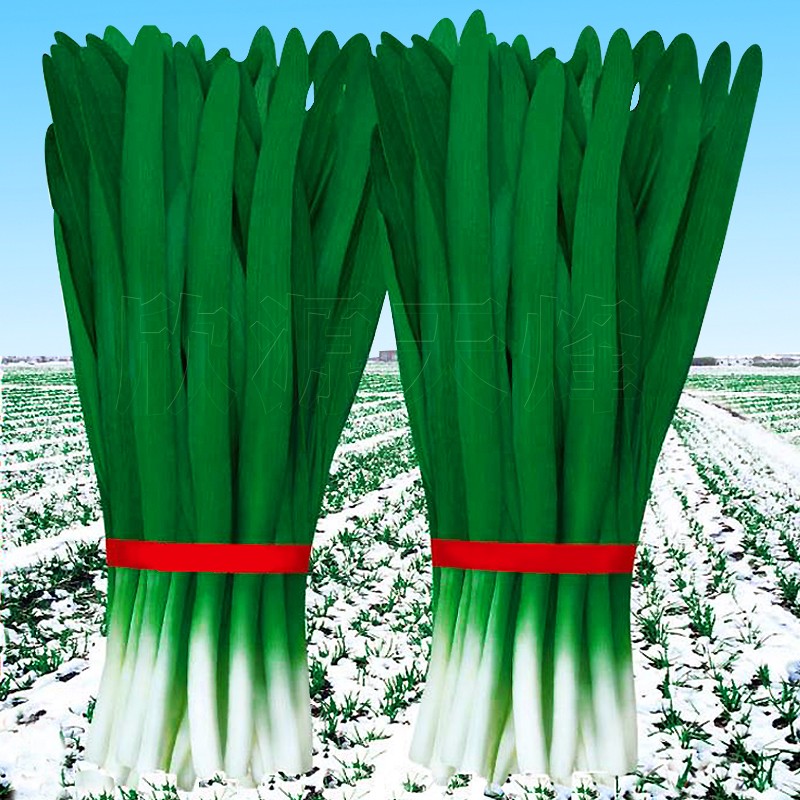 791宽叶雪韭种子冬季不休眠